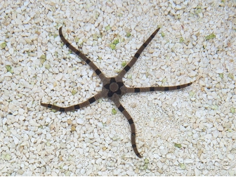 Ophiolepis superba