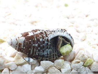 Cerithium echinatum