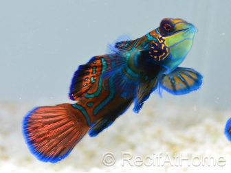 Synchiropus splendidus