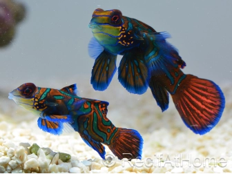 Pterosynchiropus splendidus en couple