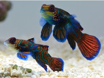 Pterosynchiropus splendidus en couple