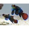 Pterosynchiropus splendidus en couple