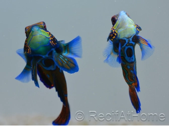 Pterosynchiropus splendidus en couple