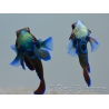 Pterosynchiropus splendidus en couple