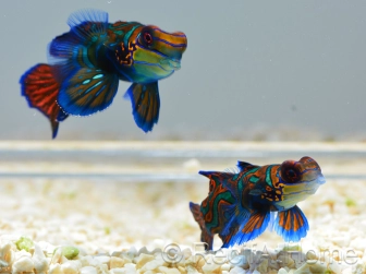 Pterosynchiropus splendidus en couple