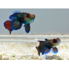 Pterosynchiropus splendidus en couple