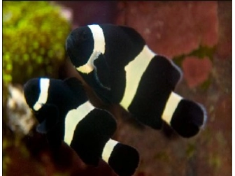 Amphiprion ocellaris full black