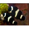 Amphiprion ocellaris full black