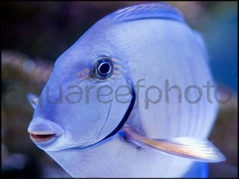 Acanthurus chirurgus