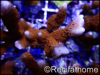 Montipora digitata rouge S