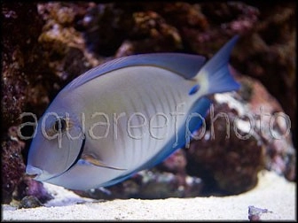 Acanthurus chirurgus