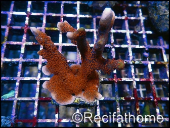 Montipora digitata rouge S