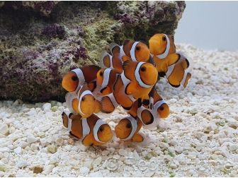 Amphiprion ocellaris Elevage France ACDP