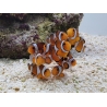 Amphiprion ocellaris Elevage France ACDP