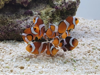 Amphiprion ocellaris Elevage France ACDP