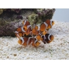 Amphiprion ocellaris Elevage France ACDP