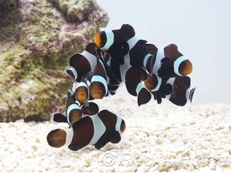 Amphiprion darwini Elevage France ACDP