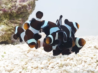 Amphiprion darwini Elevage France ACDP