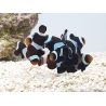 Amphiprion darwini Elevage France ACDP