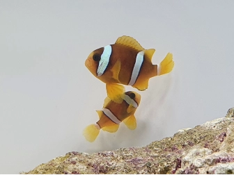 Amphiprion clarkii le couple ACDP