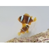 Amphiprion clarkii le couple ACDP