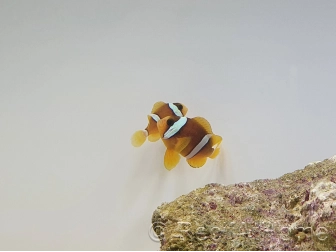 Amphiprion clarkii le couple ACDP