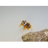 Amphiprion clarkii le couple ACDP