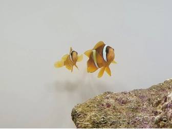 Amphiprion clarkii le couple ACDP