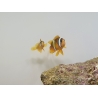 Amphiprion clarkii le couple ACDP