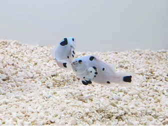 Amphiprion ocellaris platinium Storm élevage ACDP