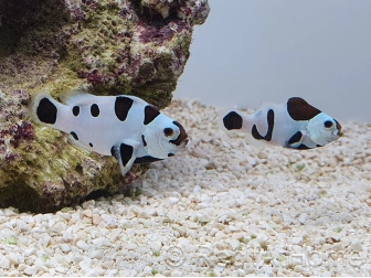 Amphiprion black storm élevage ACDP