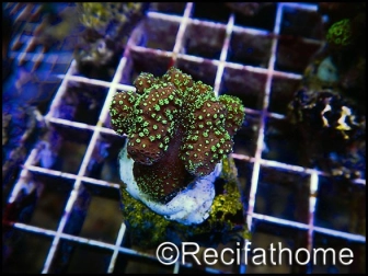 Pocillopora polypes vert fluo S