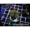 Pocillopora polypes vert fluo S