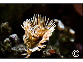 Sabellastarte magnifica CARAIBES