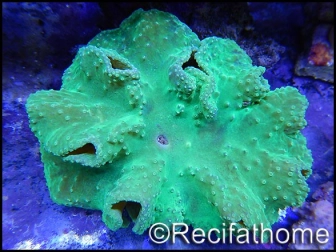 Sinularia dura fluorescent green RARE L