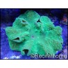 Sinularia dura fluorescent green RARE L