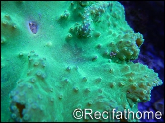 Sinularia dura fluorescent green RARE L