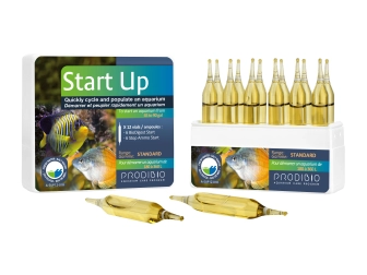 START UP 12 AMPOULES*