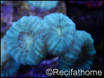 Caulastrea curvata vert fluo S