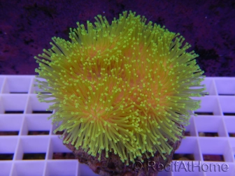 Sarcophyton Ultra jaune