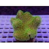 Lobophyton Ultra green