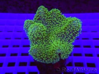 Lobophyton Ultra green