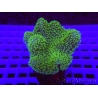 Lobophyton Ultra green