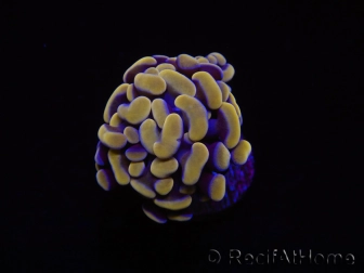 Euphyllia paraancora (1 Small Head)