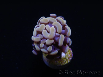 Euphyllia paraancora (1 Small Head)