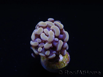 Euphyllia paraancora (1 Small Head)