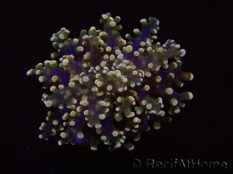 Euphyllia paradivisa green tips S