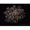 Euphyllia paradivisa green tips S