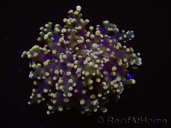 Euphyllia paradivisa green tips S