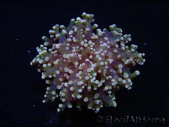 Euphyllia paradivisa green tips S